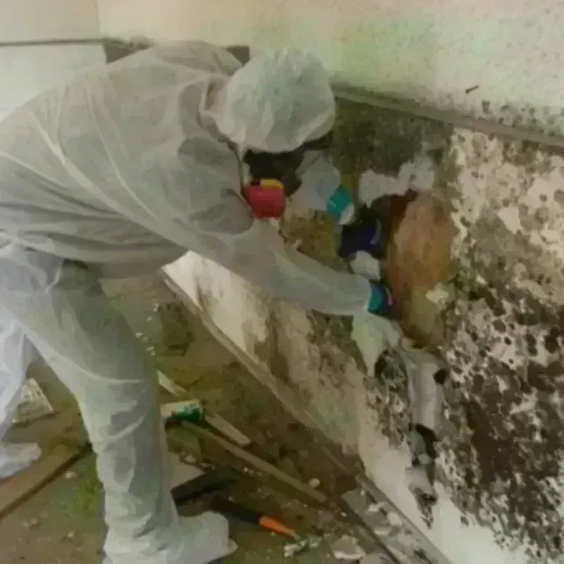 Mold Remediation and Removal in Onalaska, WI